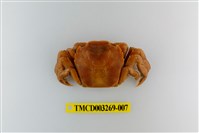 藏品(字纹弓蟹)的圖片